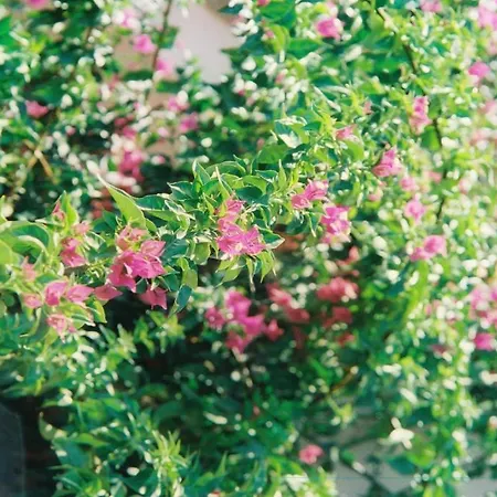 招待所 Mas Du Soleilla *