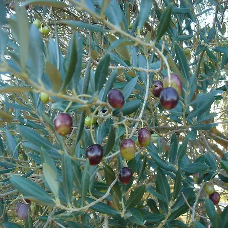 Mas Du Soleilla 纳博讷