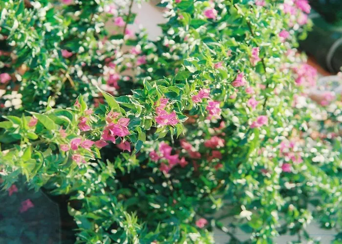 ゲストハウス Mas Du Soleilla *